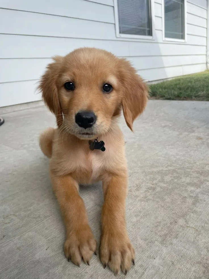 Leo, a Golden Retriever puppy — photo 1