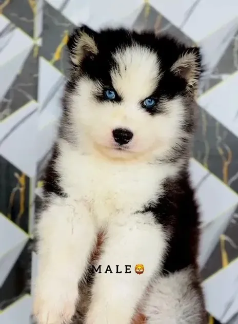 Loki, a Husky puppy — photo 1