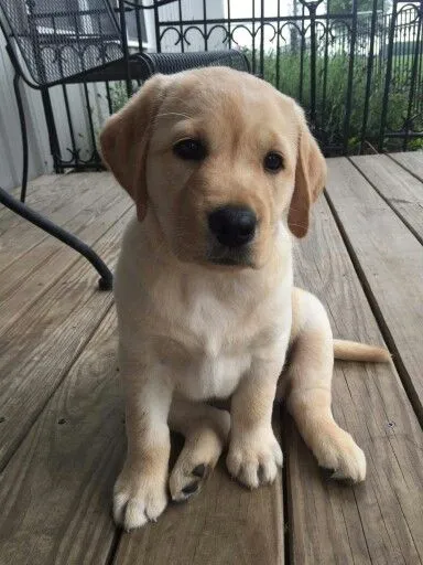 Bella, a Labrador Retriever puppy — photo 1