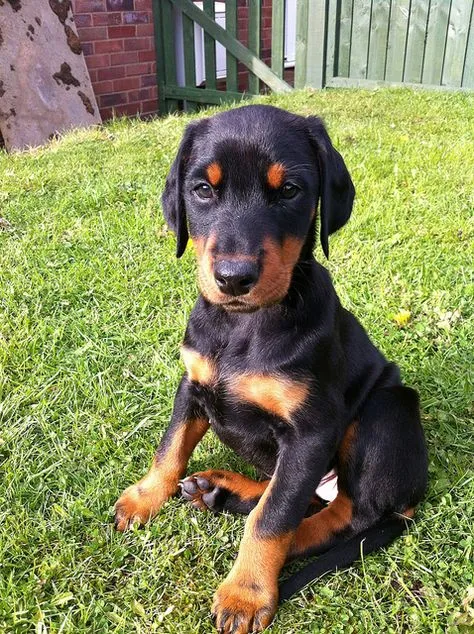 Rex, a Doberman puppy — photo 1
