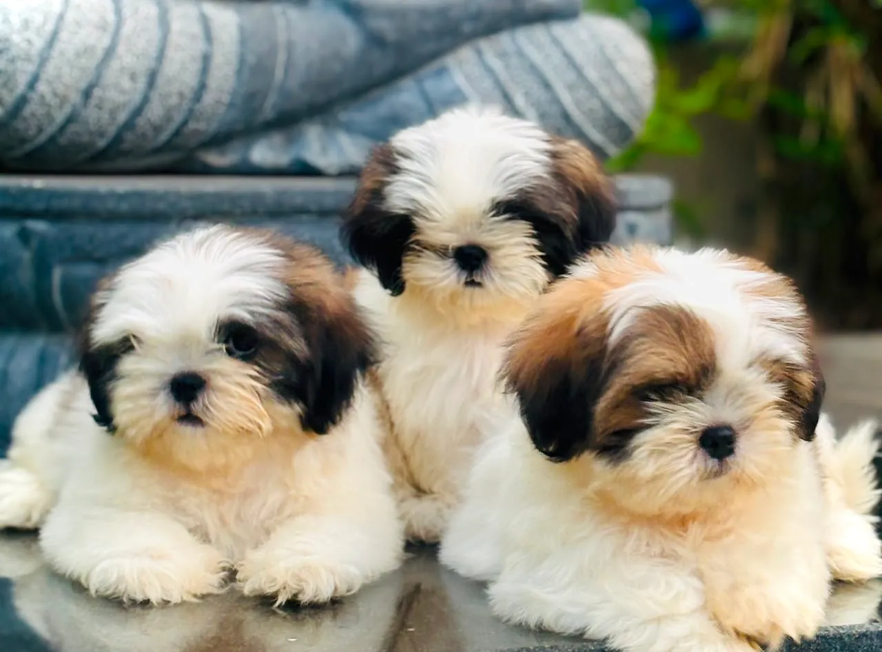 Coco, a Shih Tzu puppy — photo 1