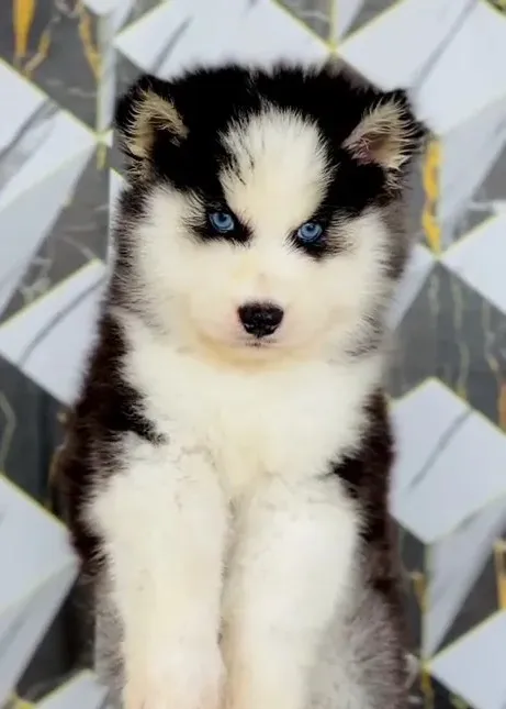 Loki, a Husky puppy — photo 2