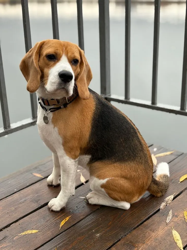 Buddy, a Beagle puppy — photo 3