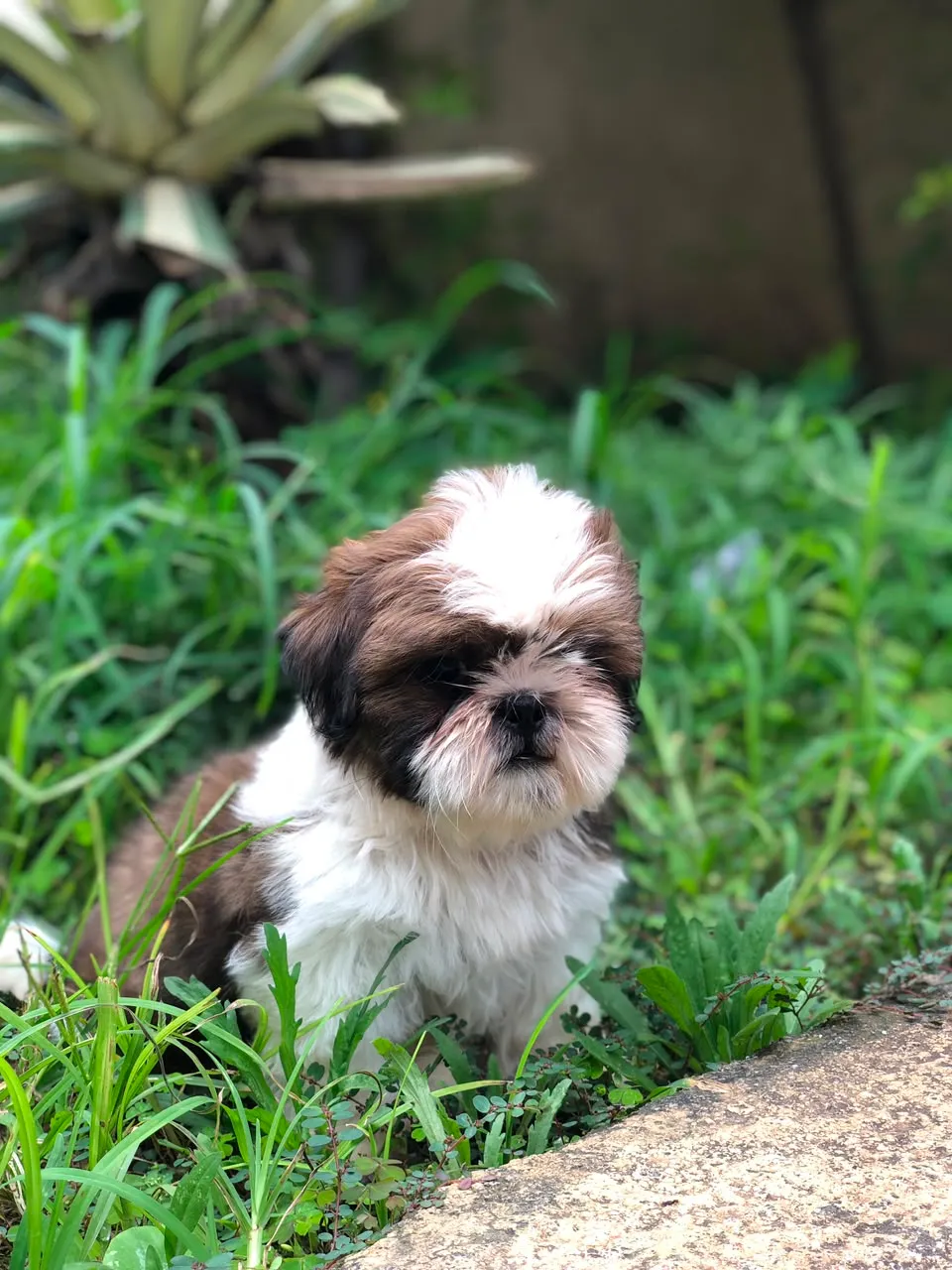Coco, a Shih Tzu puppy — photo 3