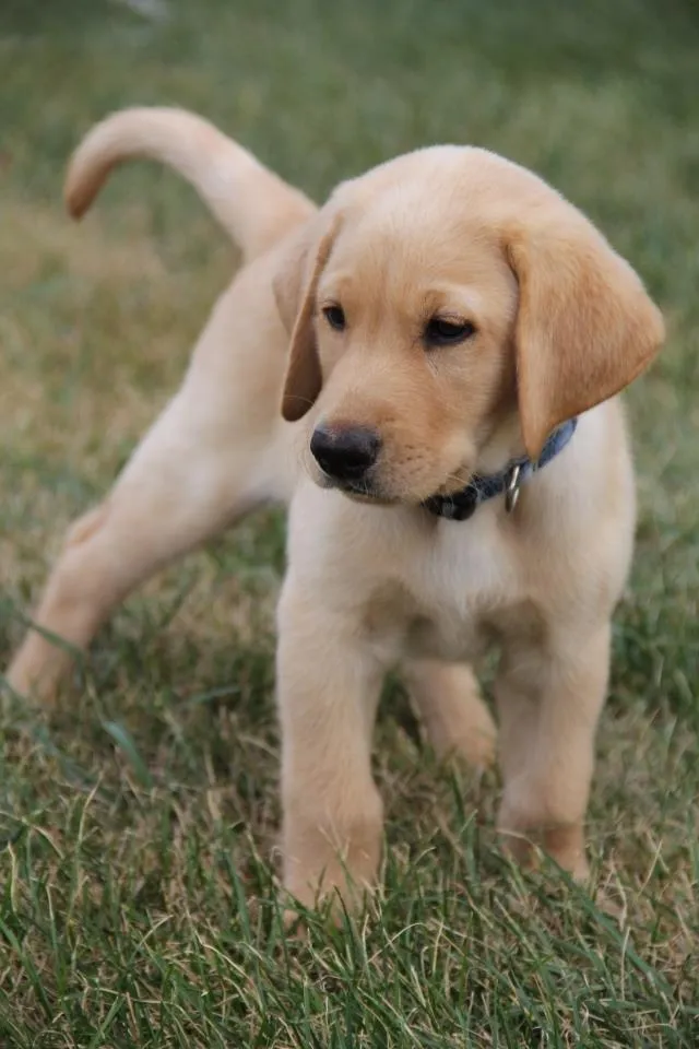 Bella, a Labrador Retriever puppy — photo 3